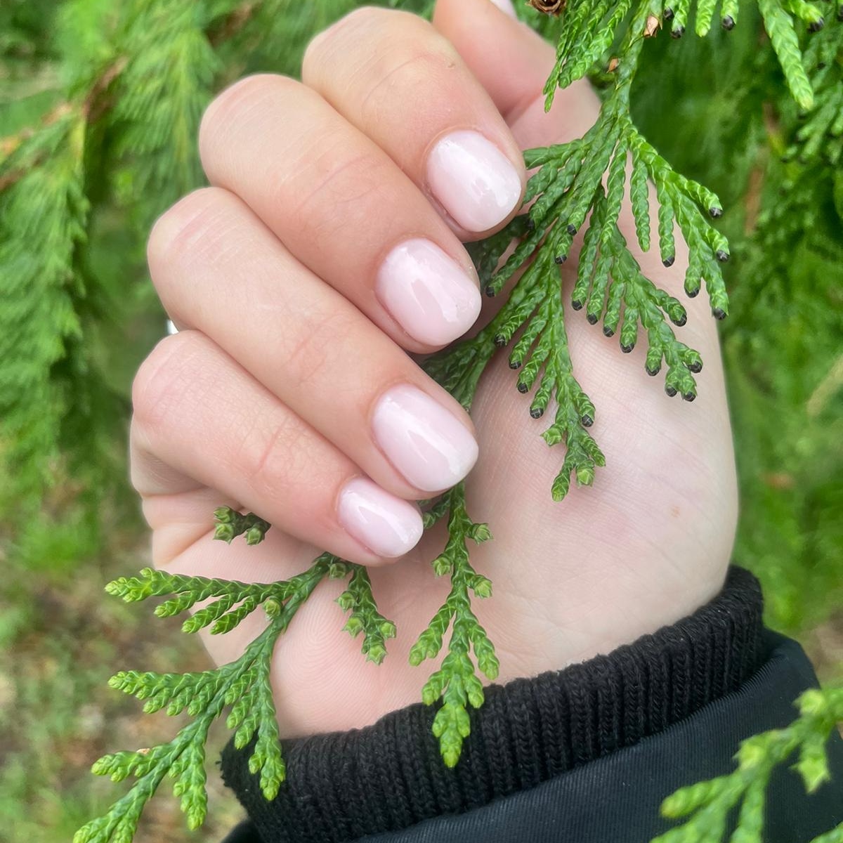 Zachtroze naturel nagels, de hand houdt een takje conifeer vast